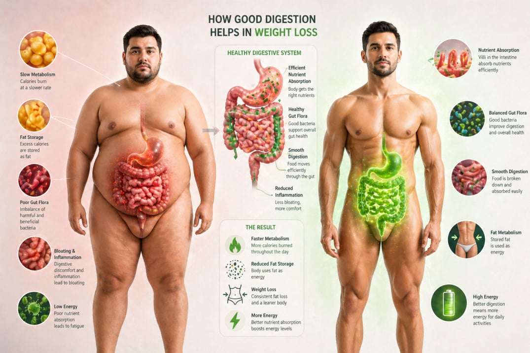 Weight Loss and Digestion relation